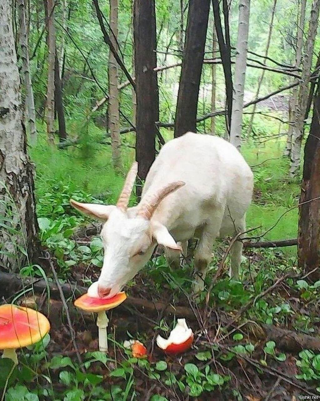 Солянка