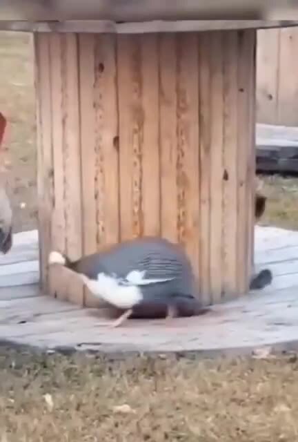Странная охота