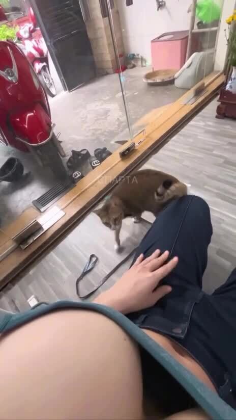 Хороший котик