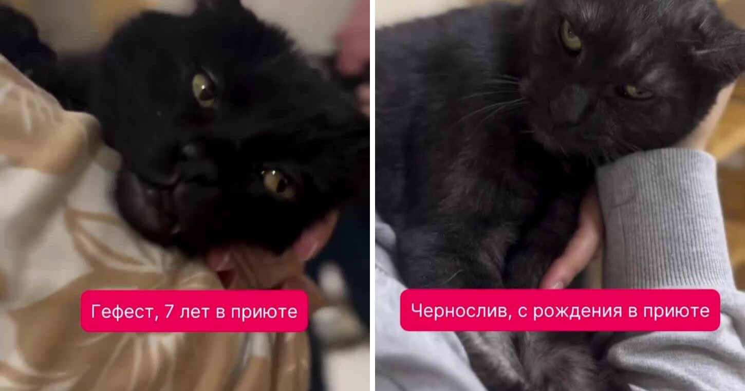 Как приютские коты радуются человеческому теплу