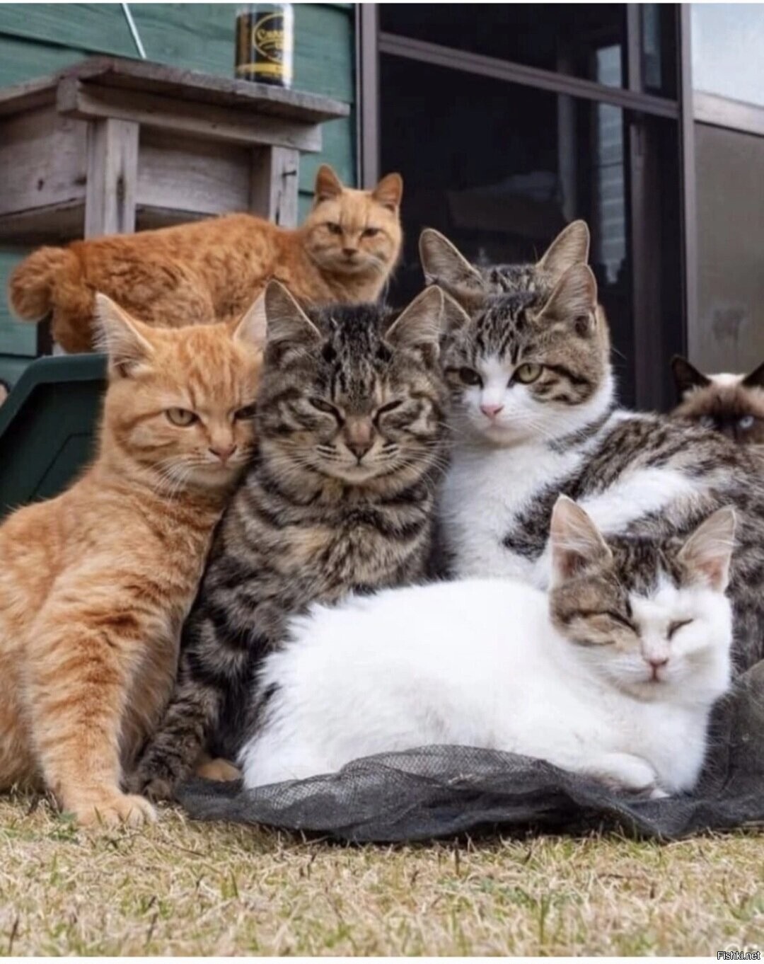 Солянка