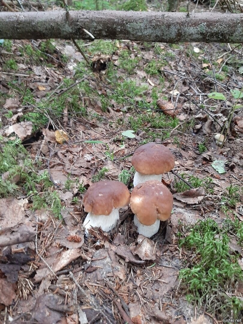 Солянка