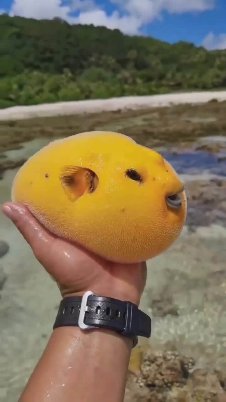 Фугу