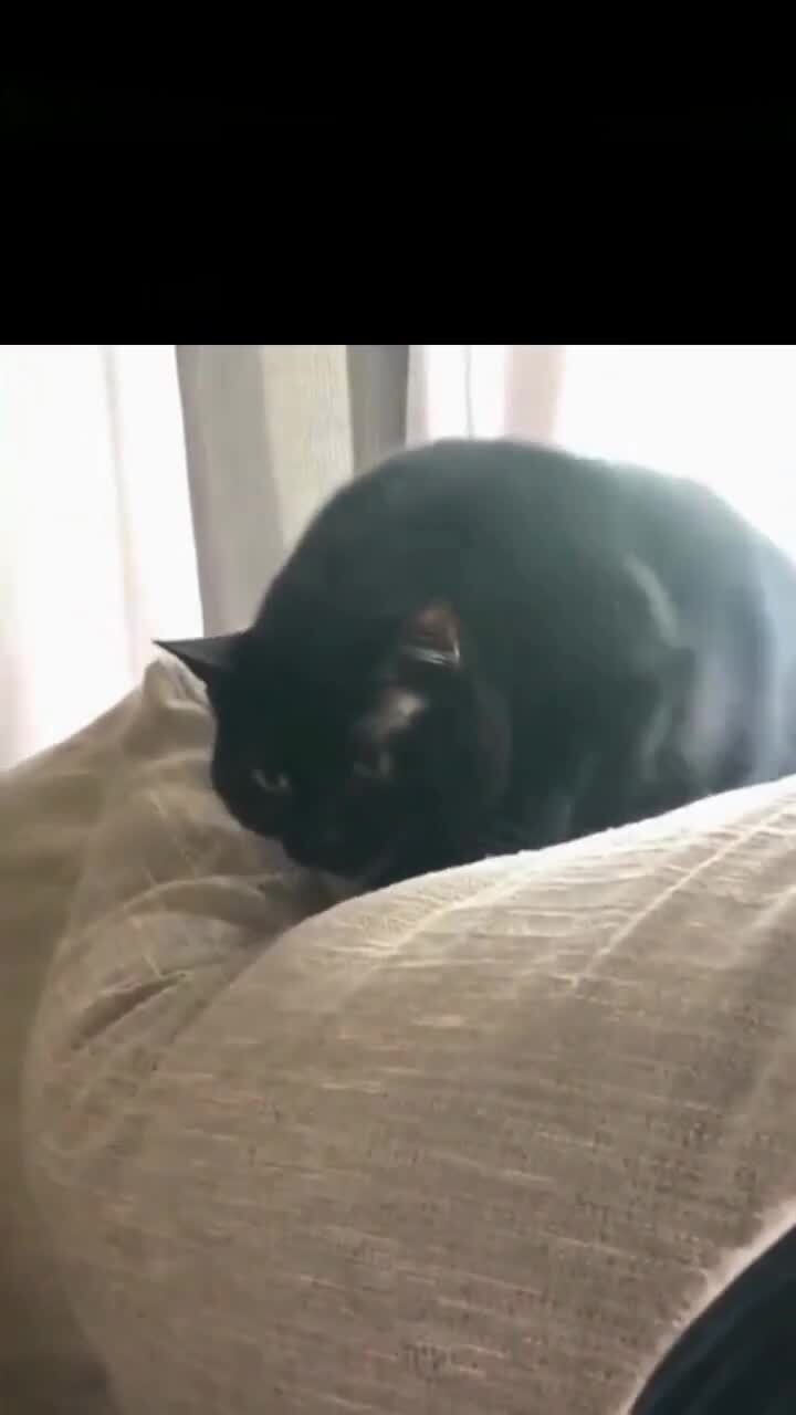 Муха)