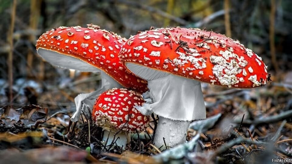 Солянка