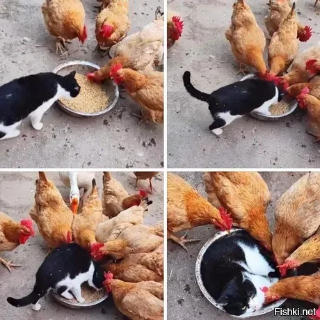 Солянка