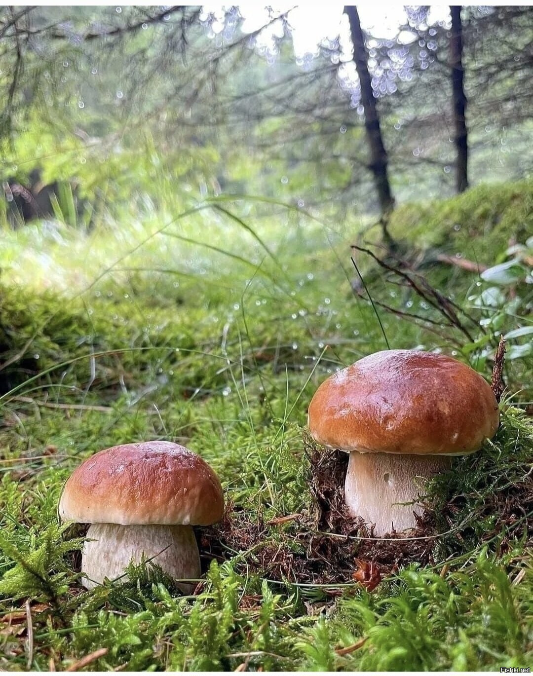 Солянка