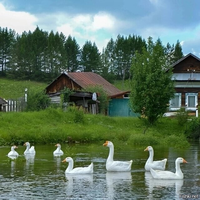 Солянка