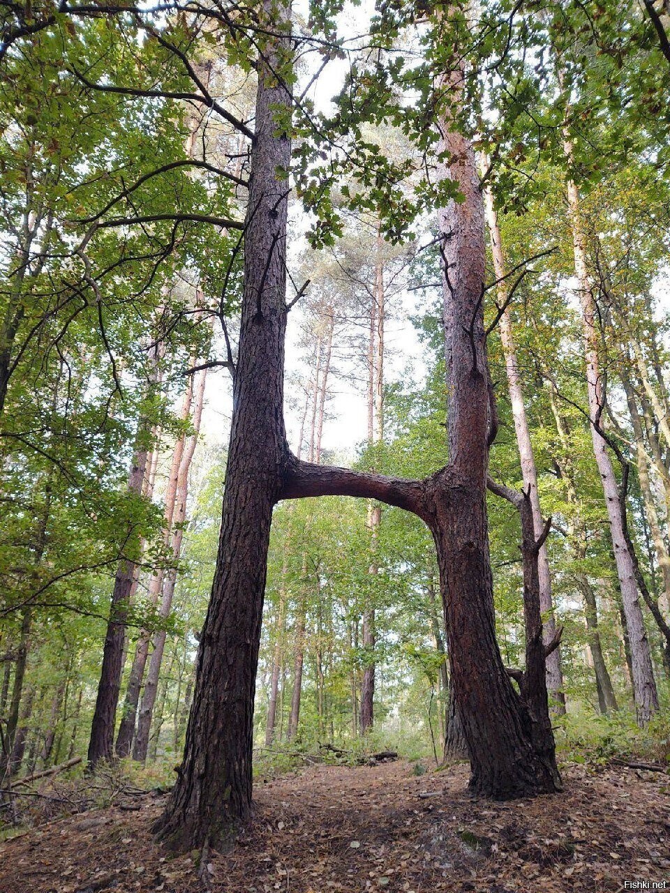 Солянка