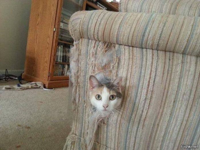 Чеширский кот существует