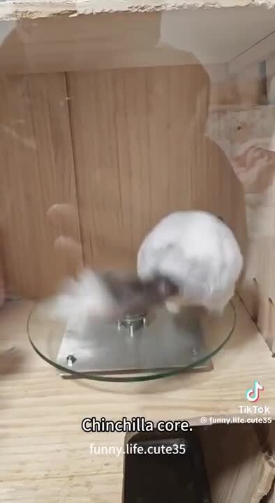 Шиншиллы