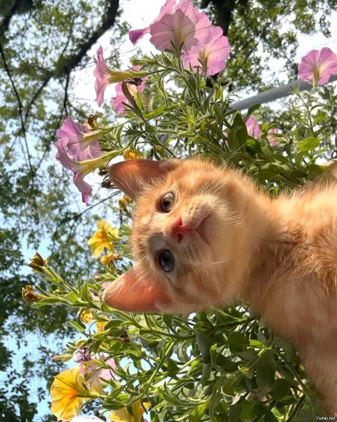 Солянка