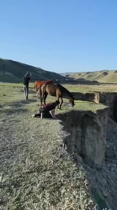 Спасение жеребёнка