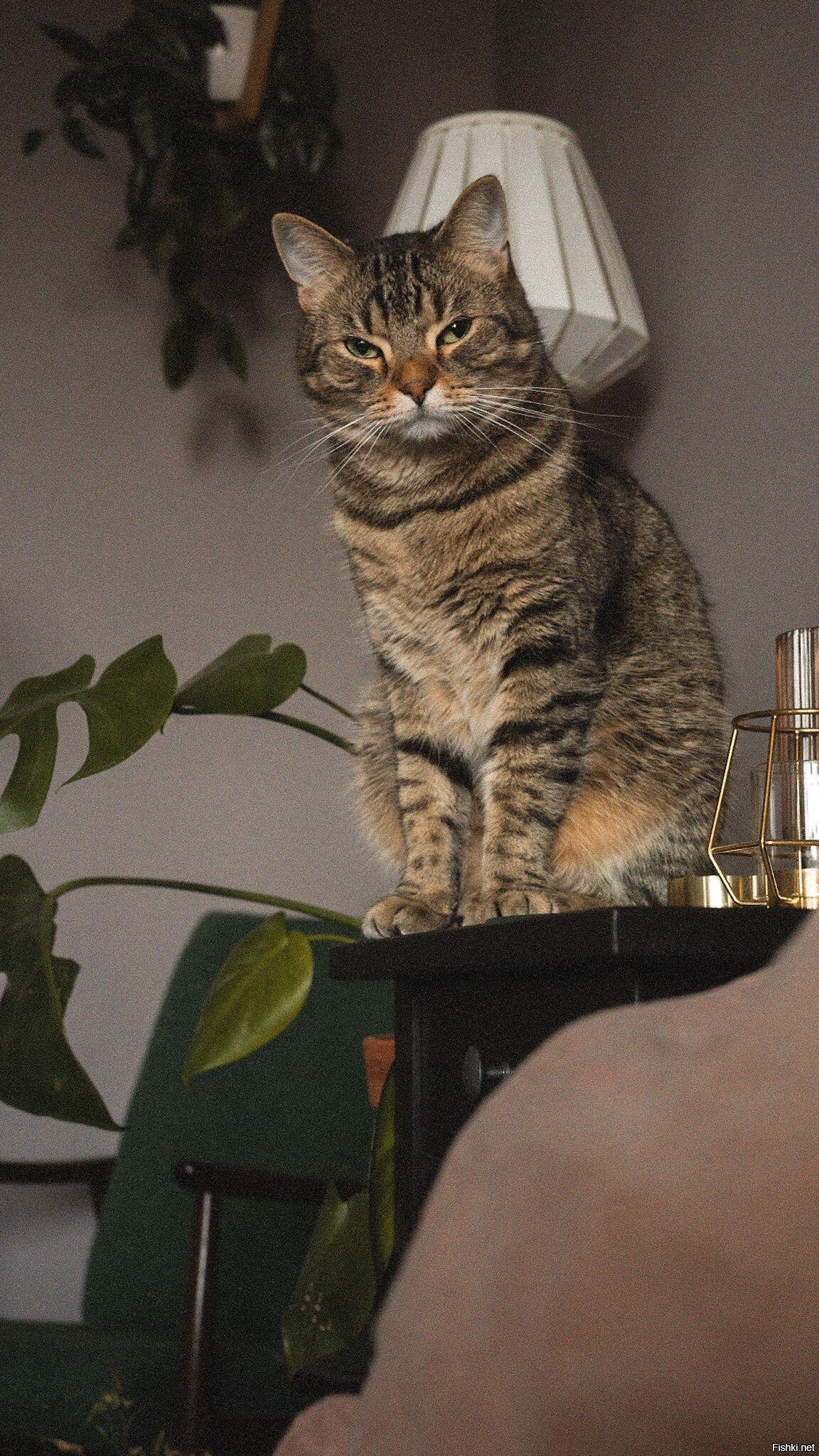 Солянка