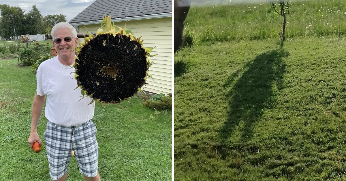 19  фото с садовых участков, которые показывают, что там можно найти не только грядки
