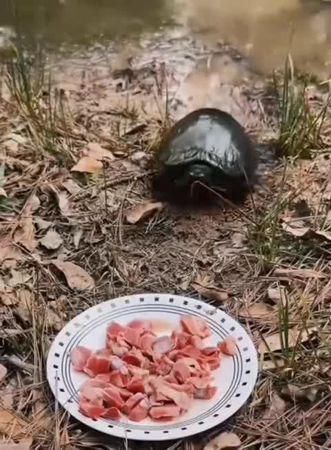 Мудрая черепаха
