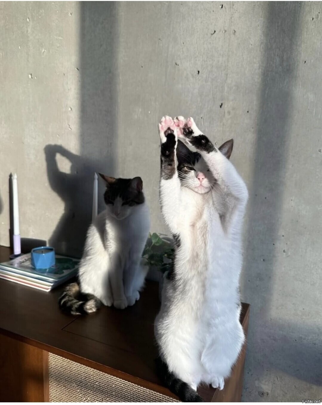 Солянка