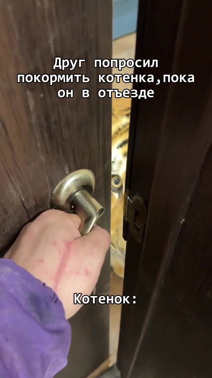 Попросили покормить котёнка