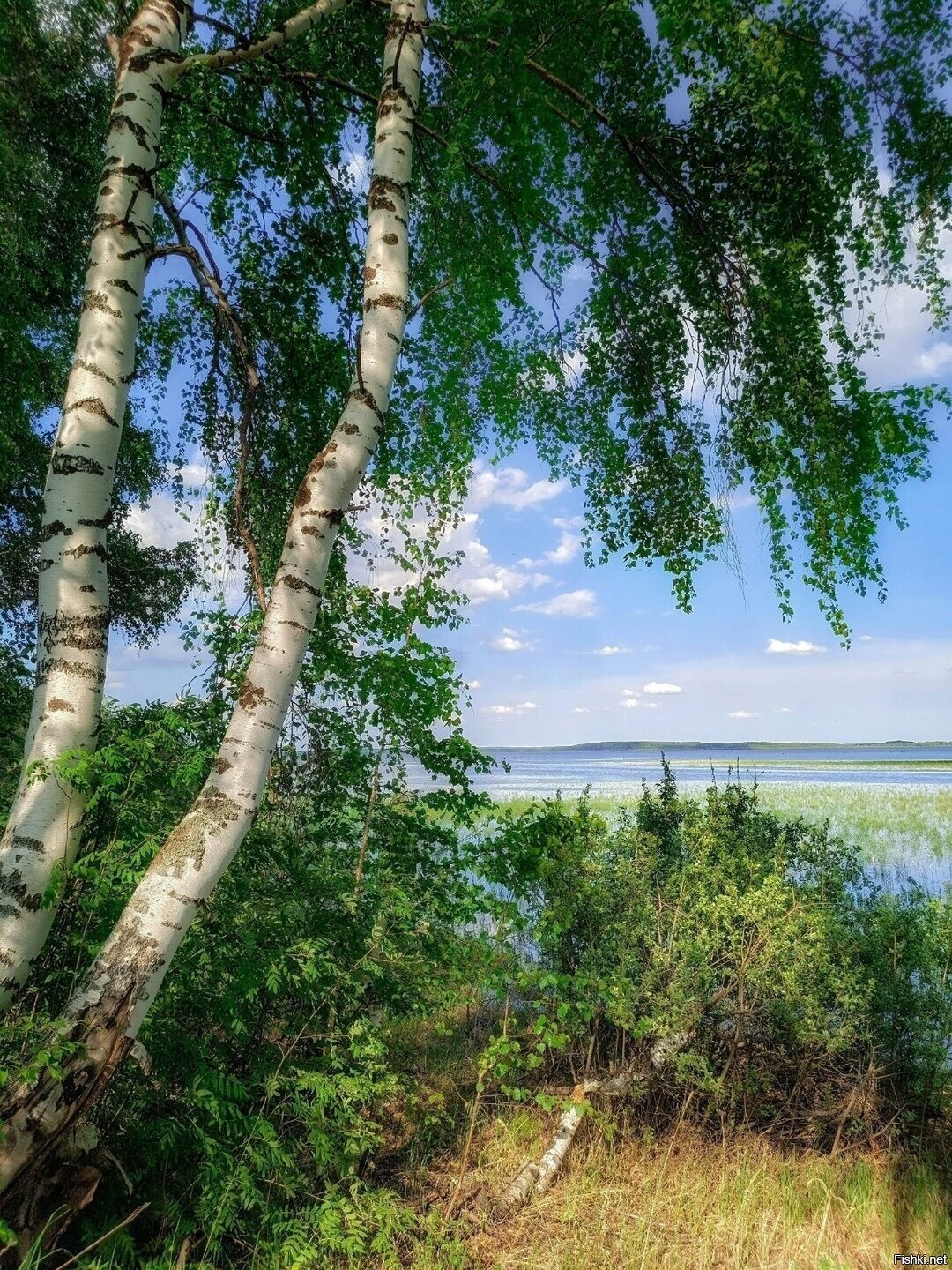 Солянка