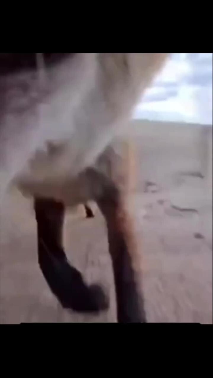 Звук 