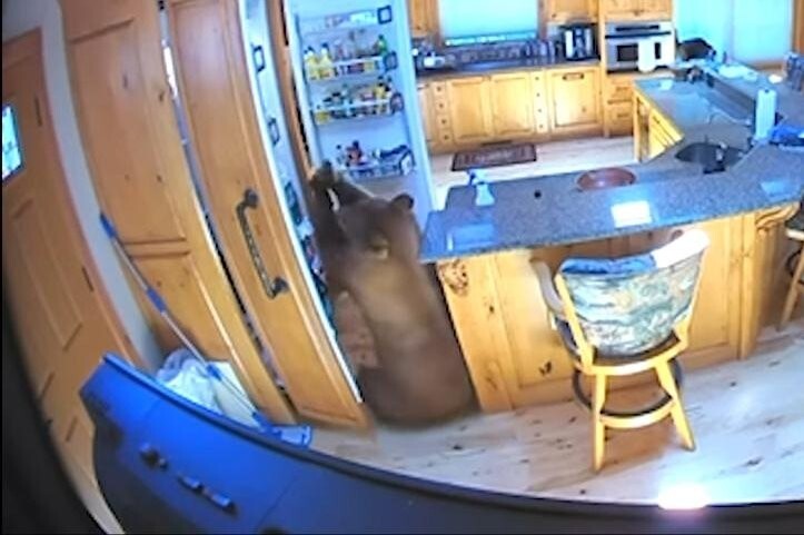 В Калифорнии медведица с детенышем залезли в дом и обчистили холодильник
