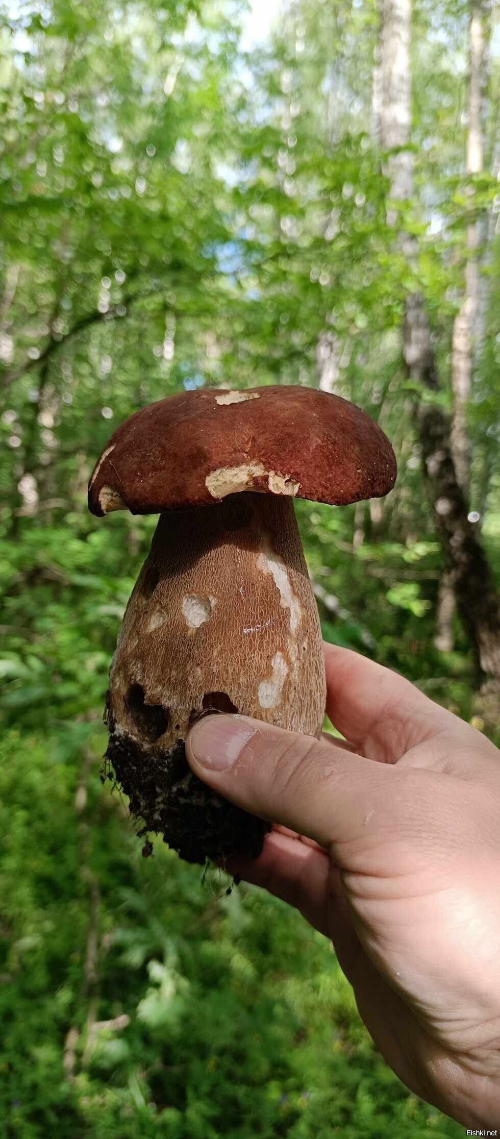 Солянка