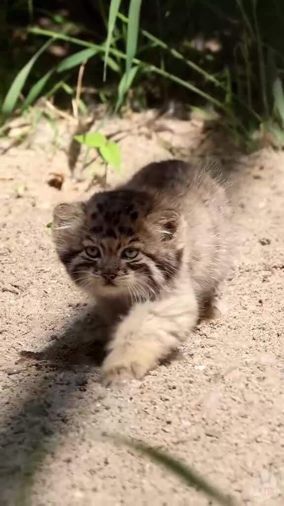 Манул, просто маленький манул