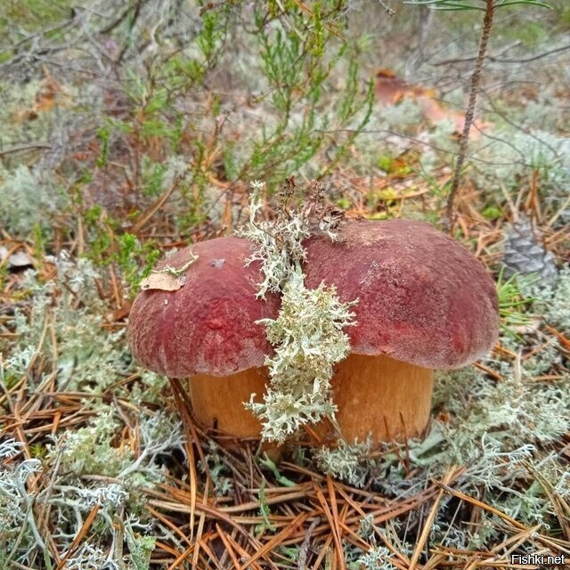 Солянка