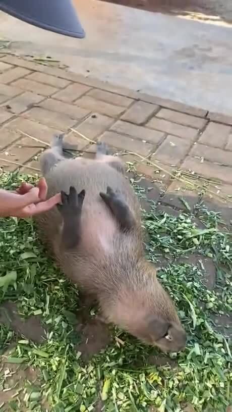 звук