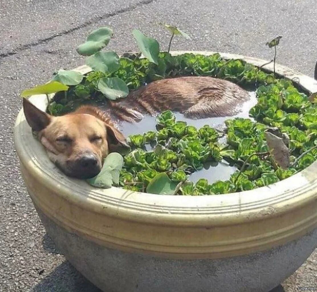 Солянка