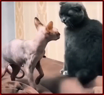 -дай поносить