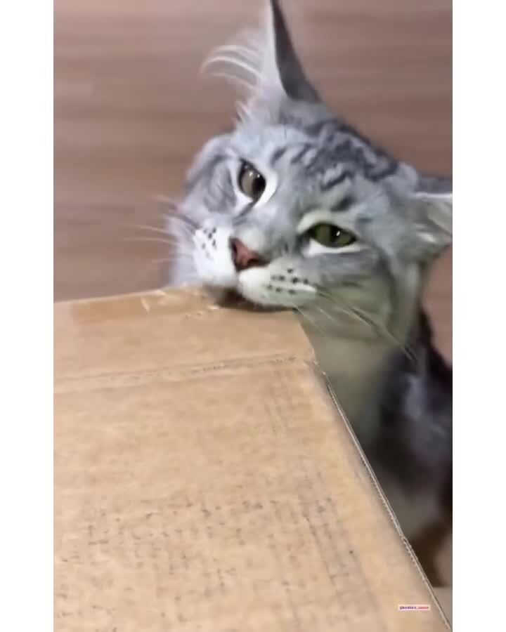 Дырокол)
