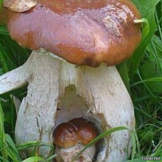 Солянка