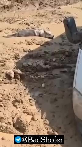И собака завязла )))