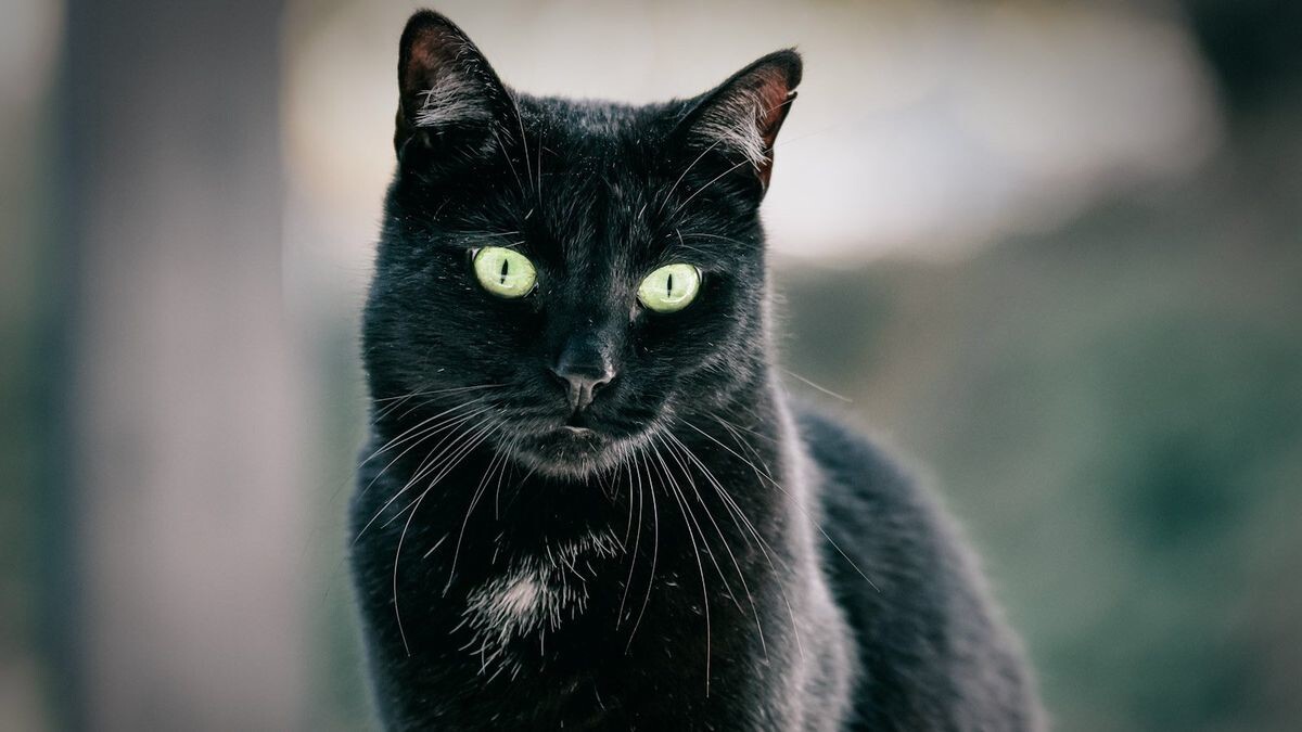 На&nbsp;Сахалине спасли кота, застрявшего в приоткрытом окне