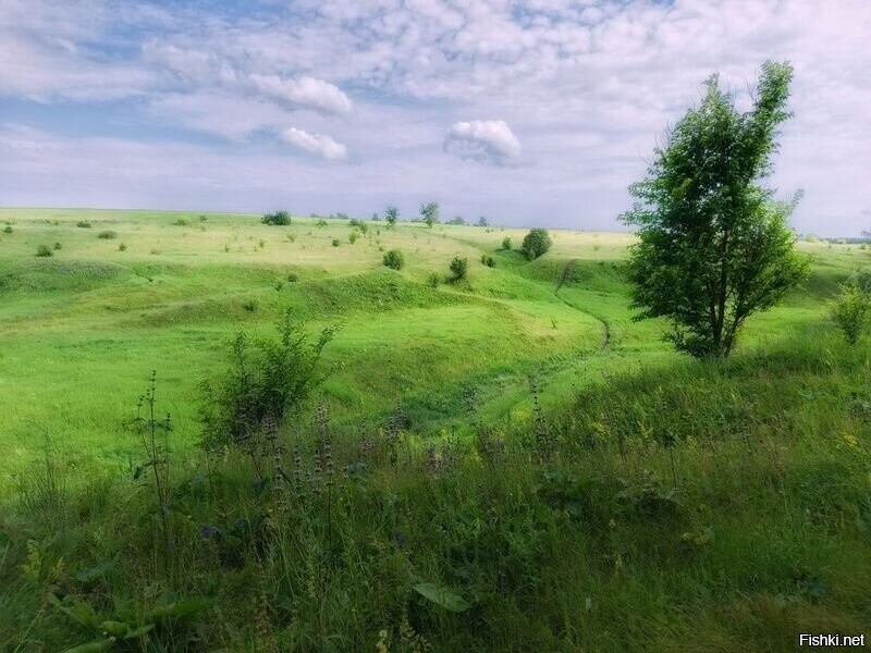 Солянка