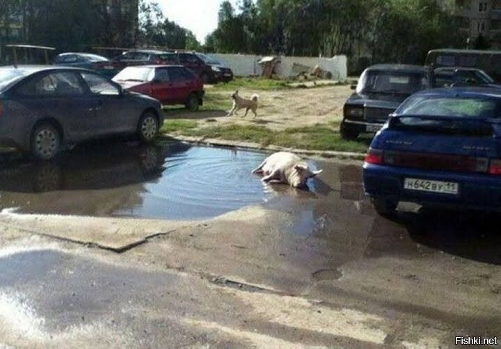 Солянка