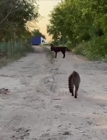 Мурзик, фас
