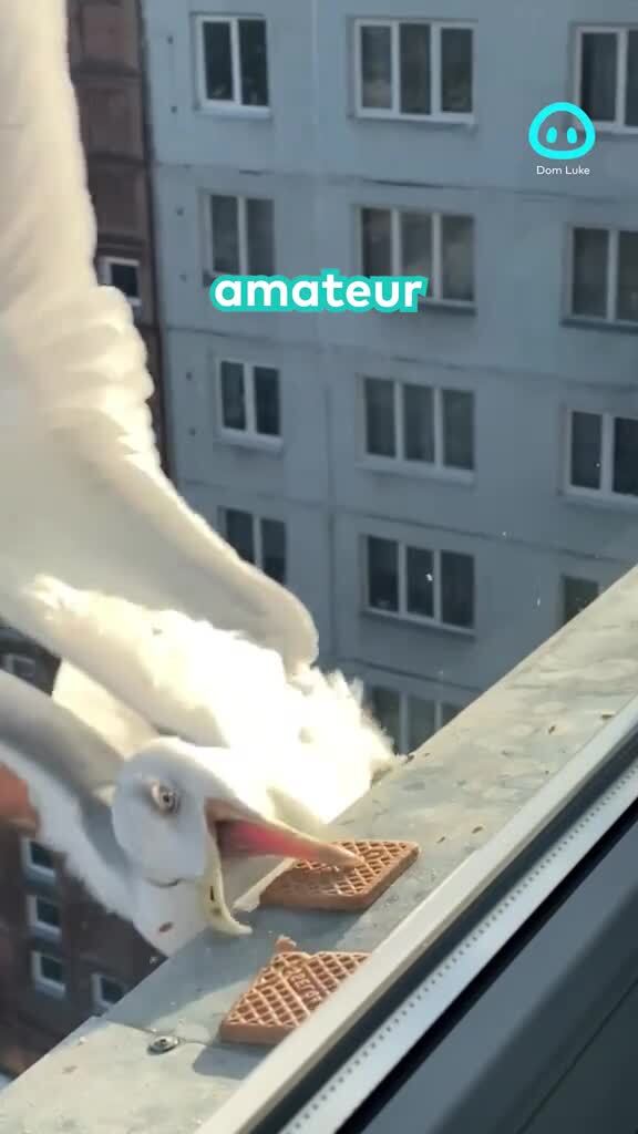 Любитель vs профессионал