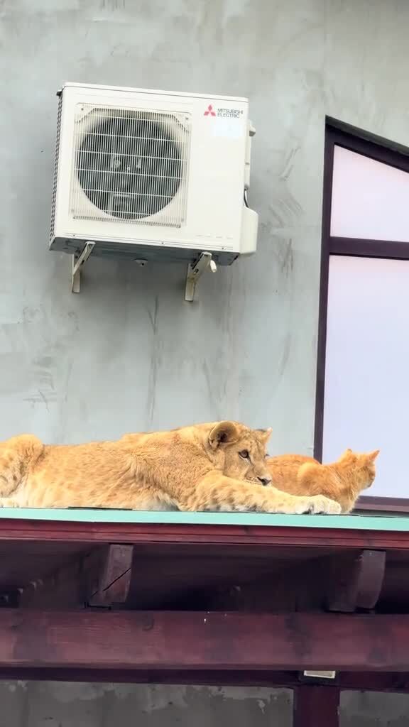 Кот- переросток