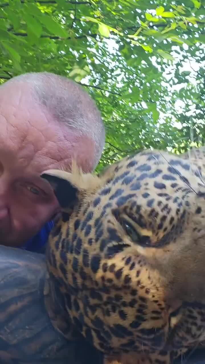Кошачьи нежности)