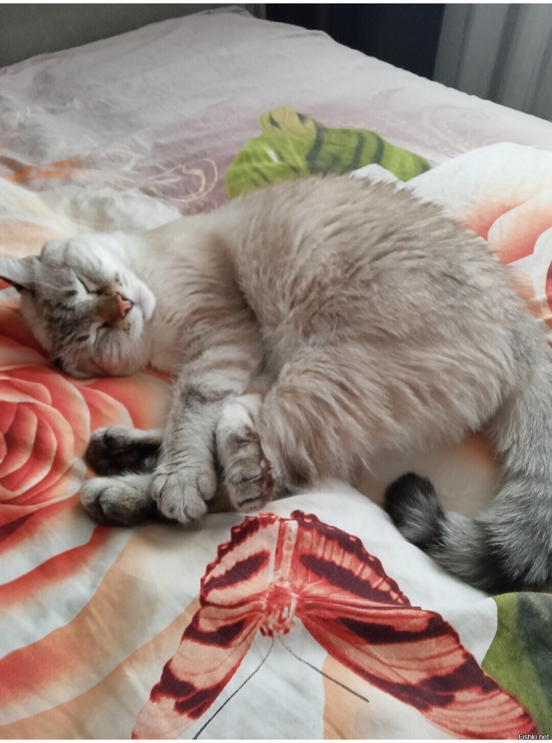 Солянка