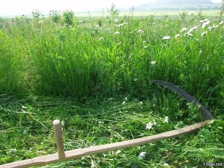 Солянка