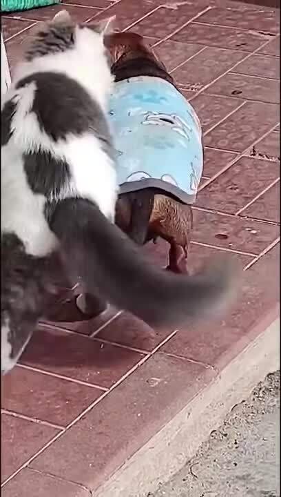 "вези меня мразь