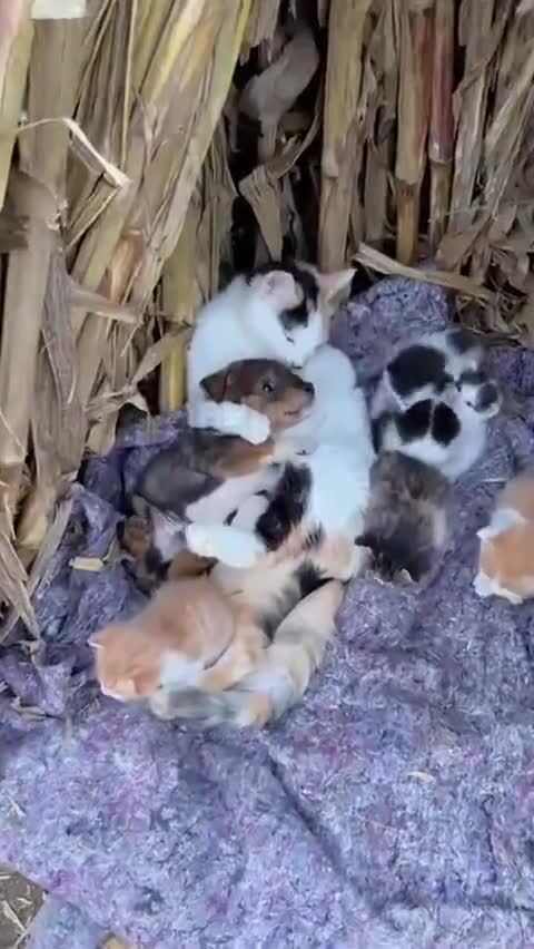 Кошка решила, что этот щенок теперь тоже котёнок