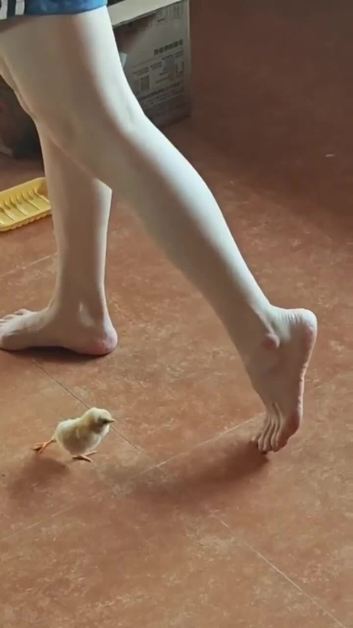 Цыплёнок повторяет движение)