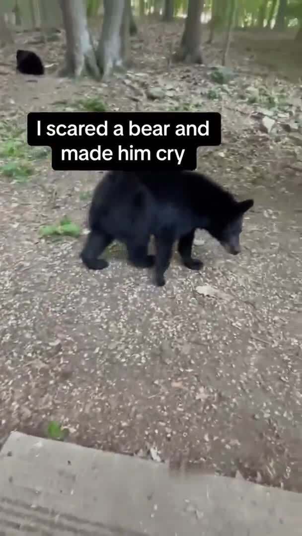 Будни медведей
