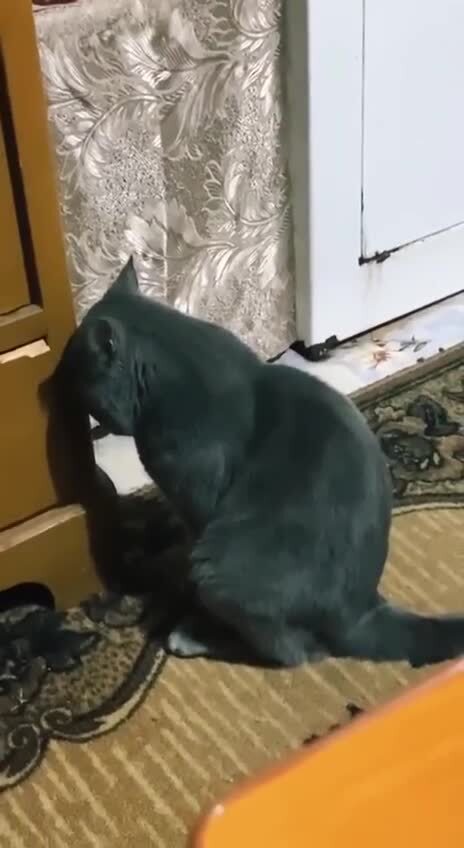 Простите Кузю
