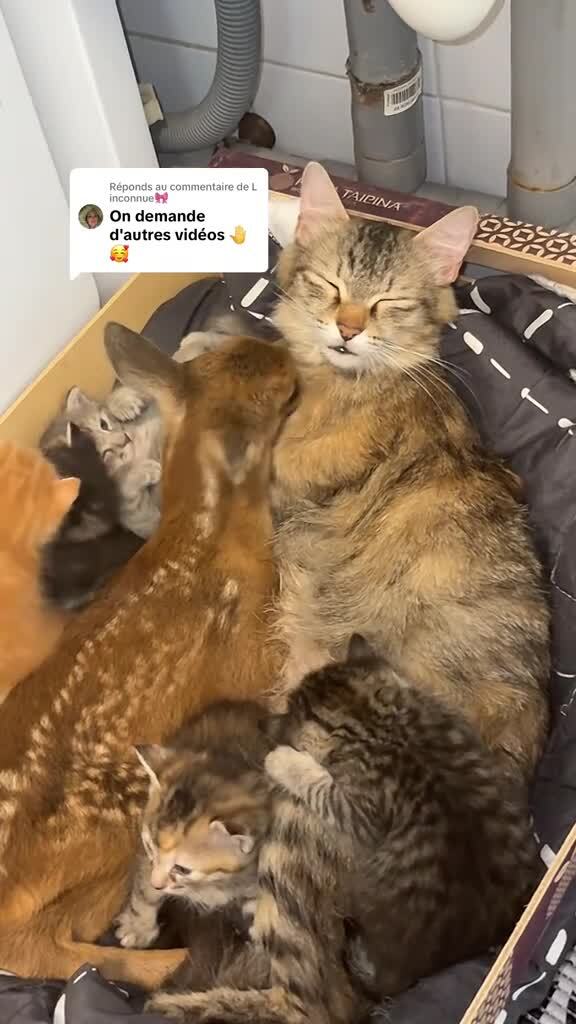 Кажется, один котик не родной