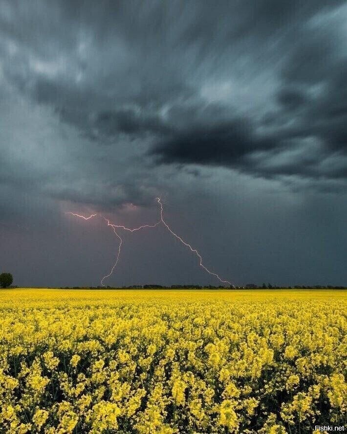 Солянка